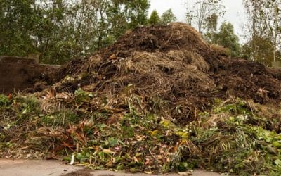 Mulch vs Compost: Which One Does Your Naples Yard Actually Need?